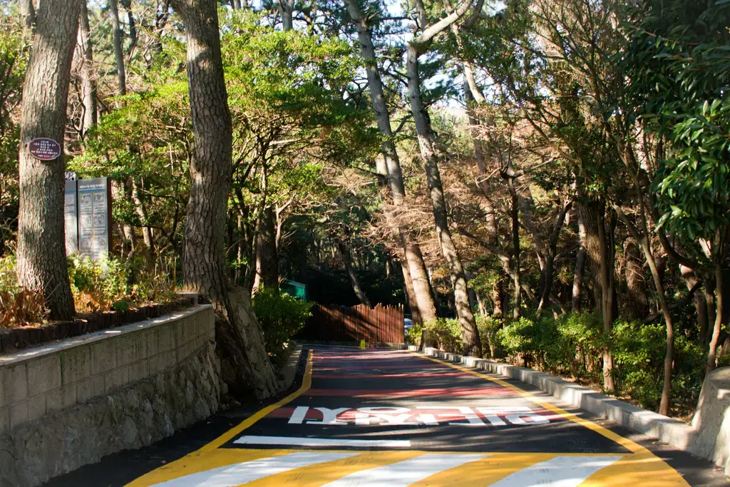 首爾到鎮海：夢幻櫻花之旅