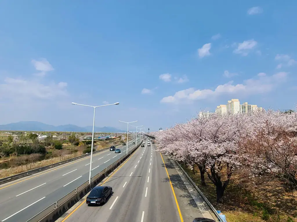 韓國賞櫻朝聖之旅：浪漫花海，繽紛時光